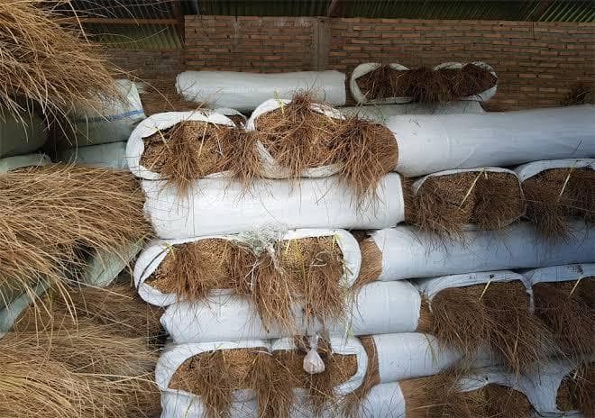 Palm Broomstick Ekels from Indonesia